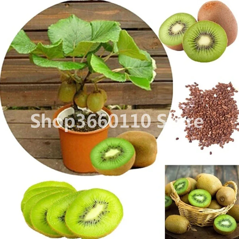

Healthy Delicious Actinidia Vine Seedsplants Bonsai Fruit Tree fruit plant Garden Supplies KIWI Planta