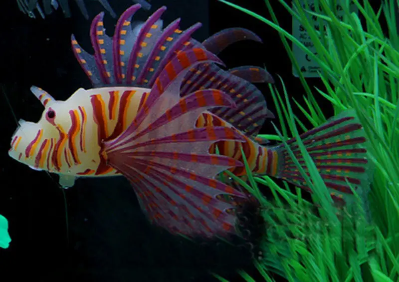 1 шт. светятся в темноте Искусственный аквариум крылатки орнамент аквариум Медузы Декор - Цвет: S sizeC