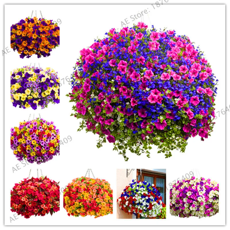 

Lowest Price!100pcs/bag Picotee Morning Glory flores Rare Petunia plantas Bonsai Flower plante Plant for Home Garden Easy to Gro