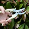 1PC Garden Scissors Bonsai Pruner Grafting Tool Fruit Tree Pruning Shears Pruners Garden Shears Gardening Secateurs Tree HOT ► Photo 3/6