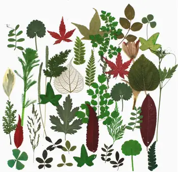 

60pcs Pressed Dried Leaves Leaf Flower Plants Herbarium For Jewelry Phone Case Photo Frame Postcard Making Many Designs For Pick