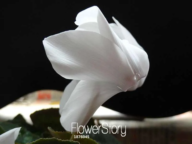 Новое поступление! Белый цикламен цветок семена цветущих растений цикламен Семена для дома и сада, 100 шт./пакет,# DBY179
