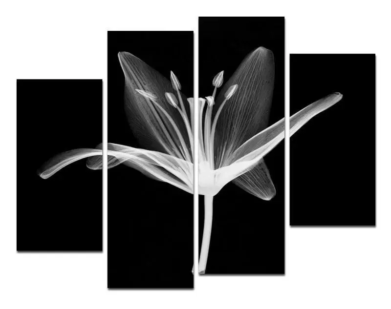 X Ray Flower Modern Wall Art On Gallery Canvas Oil Painting No Frames In Calligraphy From Home Garden Aliexpress X Ray Flower Modern Wall Art On Gallery Canvas Oil Painting No Frames In Calligraphy From Home Garden Aliexpress