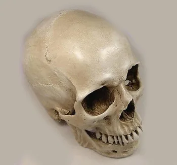 

1: 1 human skull model life size resin skull model art class model teaching delicate human skeleton model