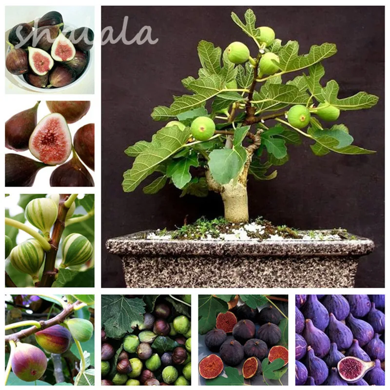 

50 Pcs Rare Tropical Fig Bonsai Mini Outdoor & Indoor Tree Potted Plant Garden Fruit Tree for Home Planting Germination Frutas