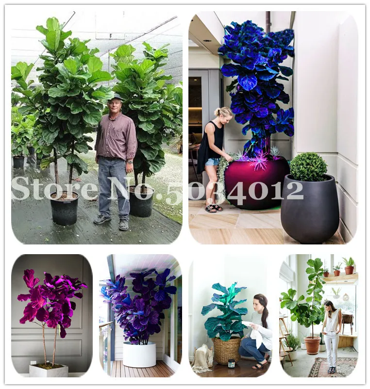

Bonsai 100Pcs Chinese Ficus Benjamina Bonsai Dwarf Tree Leaf Plants Flowers Potted Bonsai Diy Home Garden Plants Purify The Air