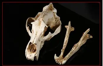 

Film simulation prop High precision of skull model Resin craftwork Polar bear bone head statue home decoration