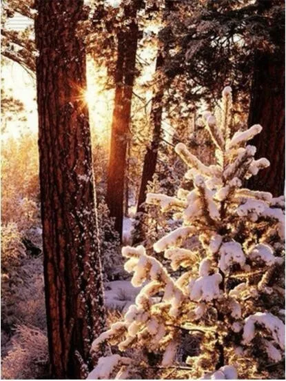 AZQSD Алмазная мозаика зимняя Алмазная картина Снежная Бриллиантовая вышивка с изображением дерева 5D DIY Полная квадратная вышивка крестиком украшение дома подарок - Цвет: BB1656Z