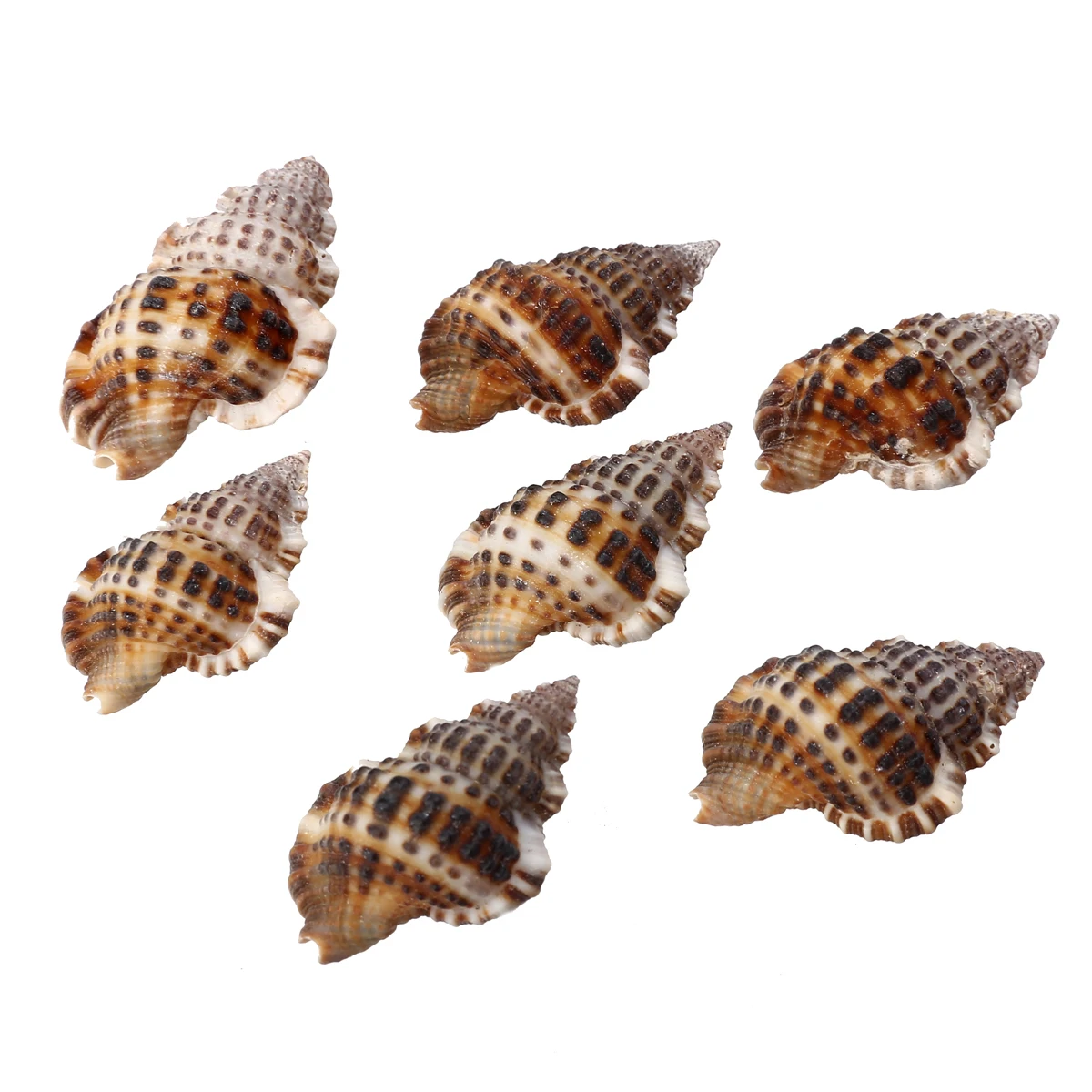 

7pcs/set Natural Beautiful Sea Shell Conch Craft Aquarium Decor Ornament Accessories For Jewelry Making DIY Mayitr