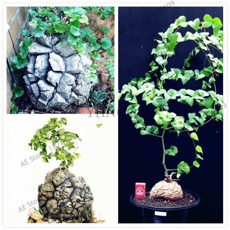 

2pcs/bag Dioscorea Elephantipes Imported Elephant's Foot Yam garden, bonsai succulent plants for indoor or outdoor use