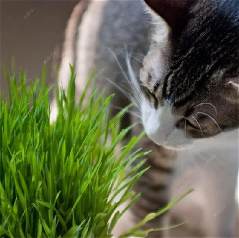 Free Shipping 1000 pcs Cat Grass Bonsai Foliage Plant Bonsai Wheat Grass Mint Smell Superior Cat Food For Your Pet Easy To Grow Free Shipping 1000 pcs Cat Grass Bonsai Foliage Plant Bonsai Wheat Grass Mint Smell Superior Cat Food For Your Pet Easy To Grow