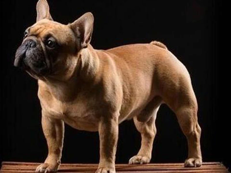 

GLymg Embroidery Handicrafts Diy Diamond Embroidery Painting Diamond Wall Art Decor 5D Diamond Painting French Bulldog