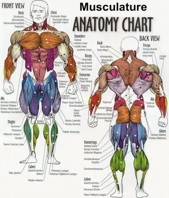 Human Body Anatomical Chart Muscular System Silk Poster Art Bedroom Human Body Anatomical Chart Muscular System Silk Poster Art Bedroom Decoration 1795