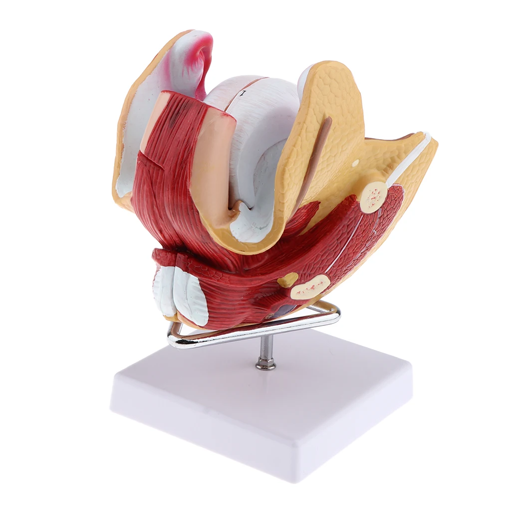 1:1 Female Uterus Ovary Genital Model - Human Reproductive Organ Anatomical Model with Base for Science Learning School Lab Accs