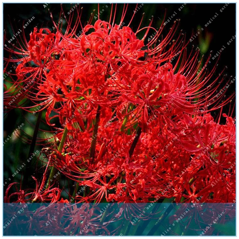 

100pcs Lycoris radiata Potted Plants perennial Potted Plants Planting Seasons Indoor Bonsai plant for home garden