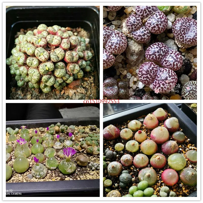 

50Pcs Rare Mixed Lithops Bonsai Raw Stone Cactus Pseudotruncatella Succulents Tetragonia Potted Flowers Flesh plants