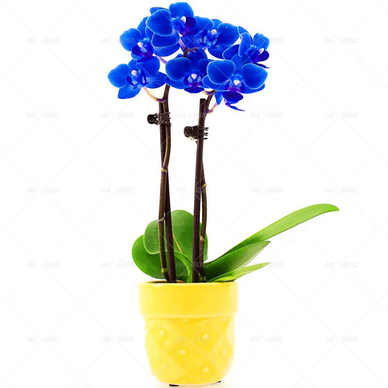 100pcs Phalaenopsis Orchid Seeds Bonsai Rare Orchid Flower Seeds Indoor Seeds