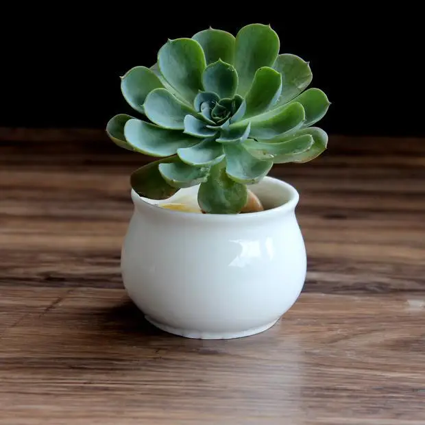 

White Ceramic Flower Pot Fashion Creative Flower Mini Horticultural Succulent Plant Drainage Hole Flower Procelain Pot