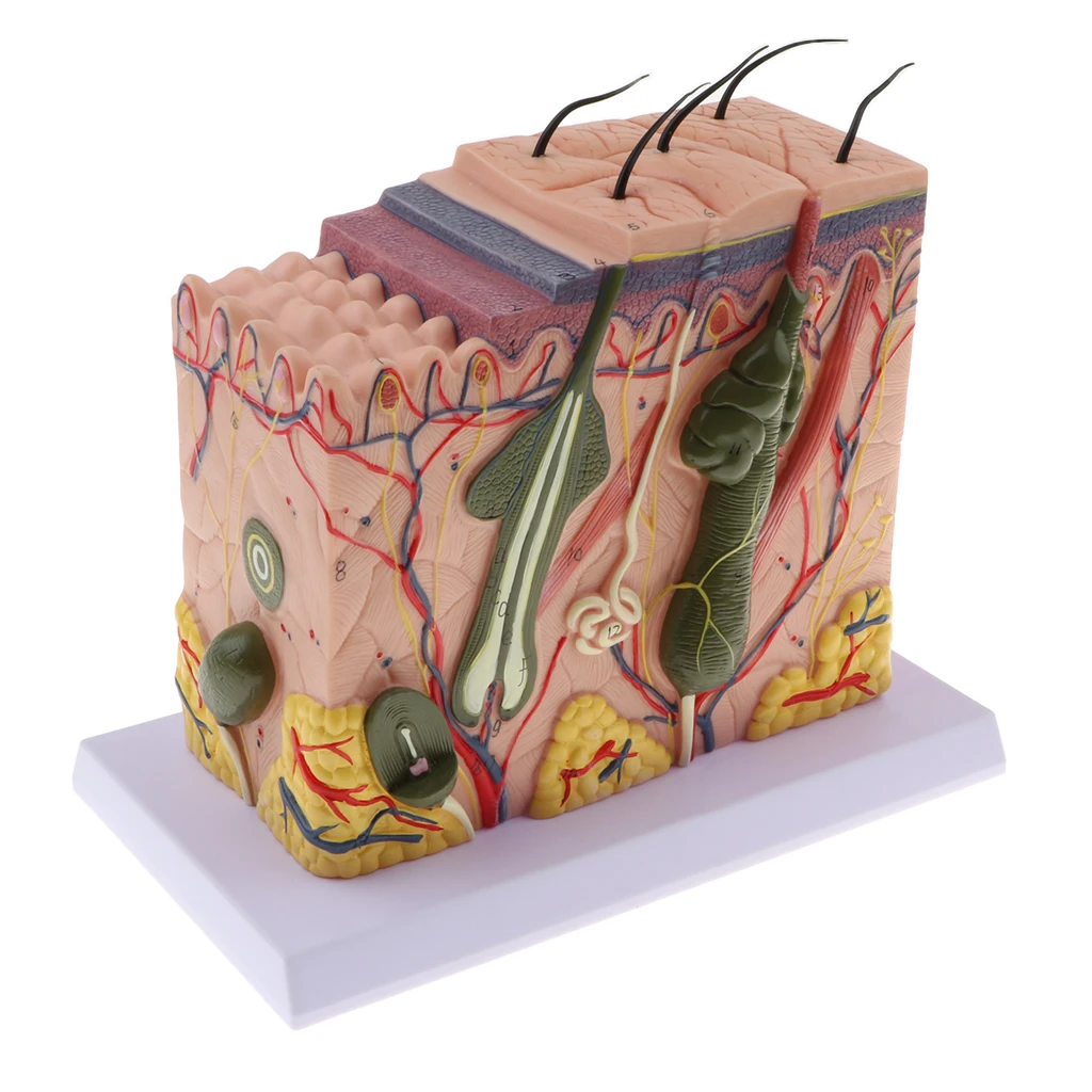 Magnify 70X Human Anatomical Skin Texture Subcutaneous Tissue Dissection Model Anatomy Biology Medical Teaching Aids