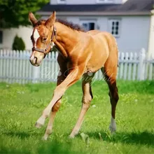 YI BRIGHT-полный квадратный/круглый-алмазная живопись-лошадь Foal-Animal-5D-Home-Decoration-DIY-Handmade-Fun-Gifts-Merry-Christmas-Custom