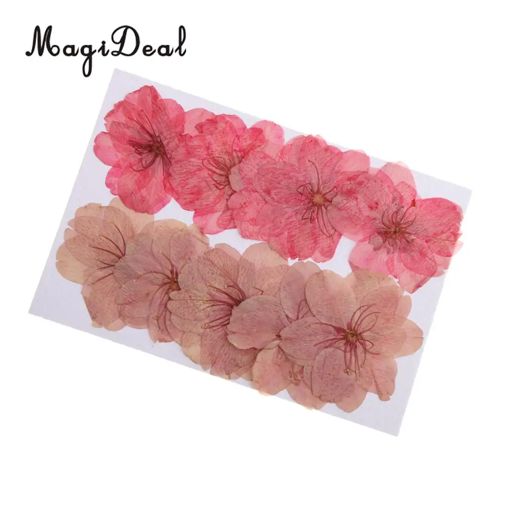 MagiDeal 10pcs Mixed Color Pressed Dried Sakura Flowers Cherry Blossom for Art Craft Dried Flowers raft for House Decoration