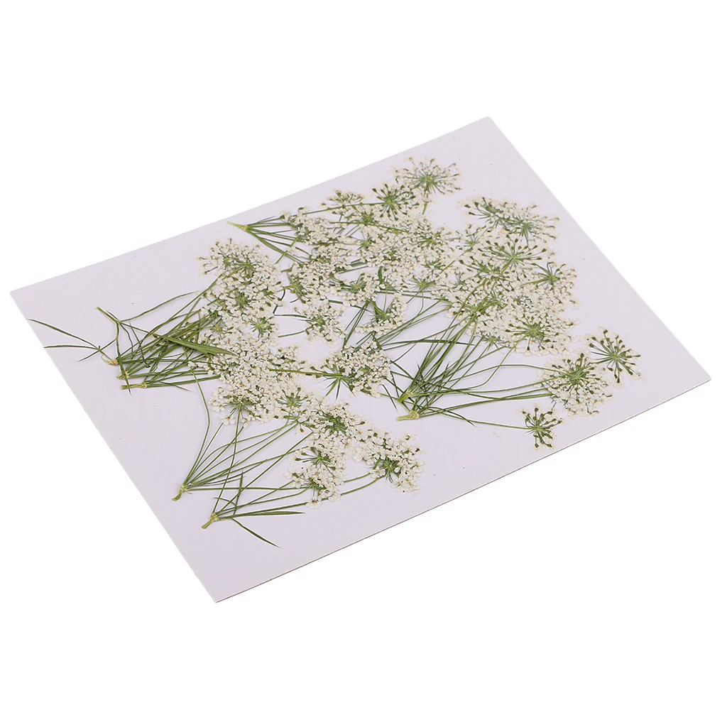 10 Piece Pressed Natural Dried Flowers Lace Flower for DIY Craft Scrapbooking Handmade Home Ornament