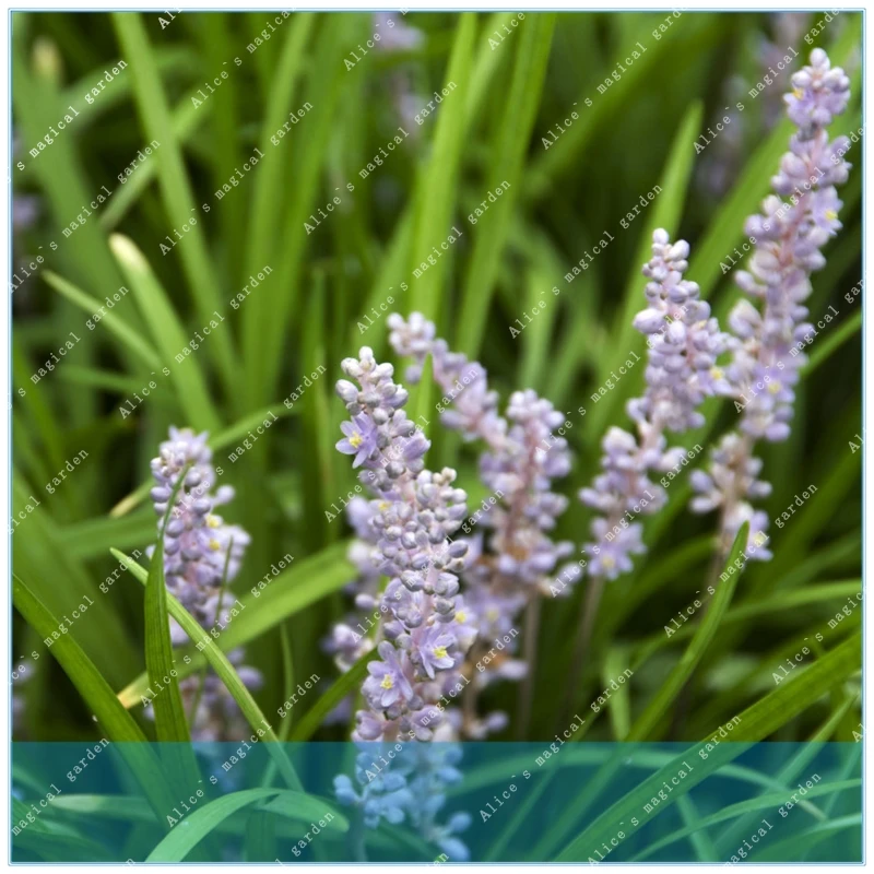 Koop ZLKING Groenblijvende Kruiden Liriope Spicata 20 stks Sierplant Aap Gras Tuinieren Landschapsarchitectuur Creeping