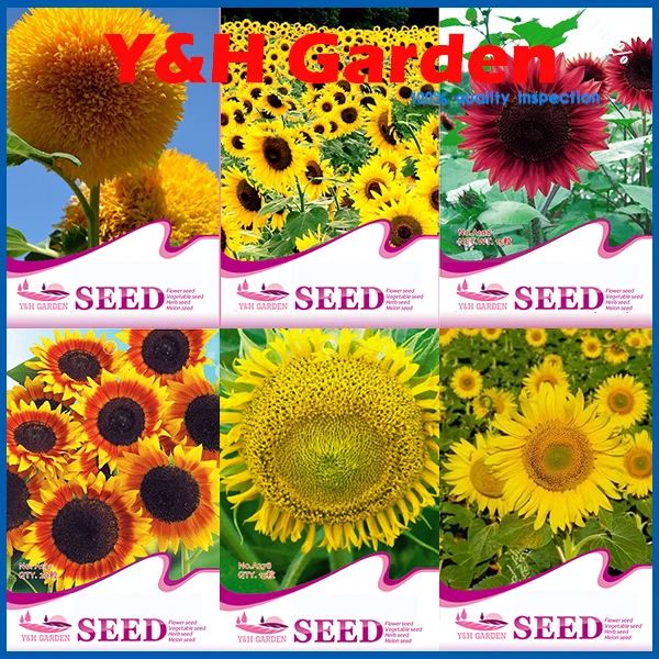 Coupons for bigs sunflower seeds