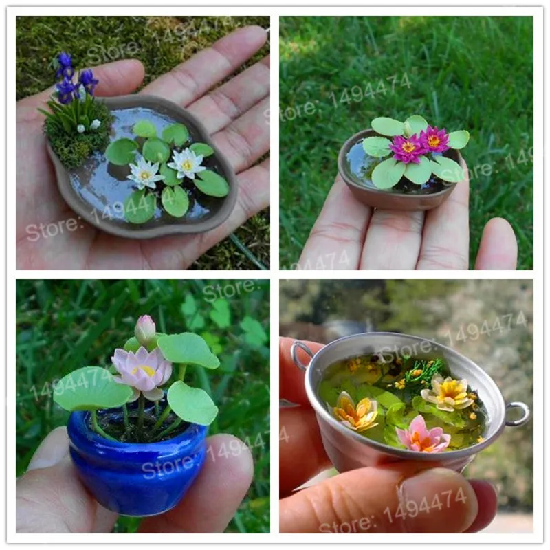 039 65 De Réduction2 Pièces Mini Lotus Bonsaï Mini Nénuphar Flores Fleur De Lotus Hydroponique Plantes Aquatiques Nénuphar Plante Pour Mini Jardin