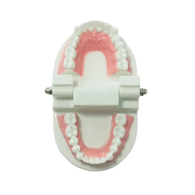 Montessori Practical Life Brushing Teeth Materials Wooden Educational Toys For Children Juguetes Montessori Preschool YL1164H