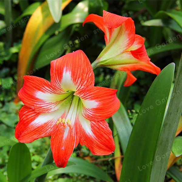 2 лампы Амариллис луковицы истинный оранжевый Гиппеаструм луковицы ...