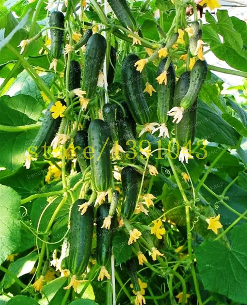 50pcs/bag mini cucumber Bonsai,Miniature cucumber,Organic fruit vegetable Plantas,miniature garden,rare plants for ho