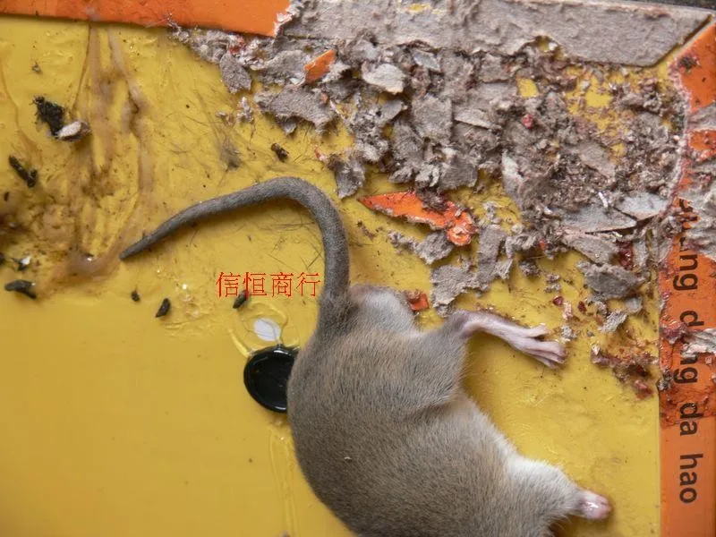 5 шт. Нетоксичная доска для мышеловки Траппер Макс липкий клей грызунов мышей крыс змеи жуков