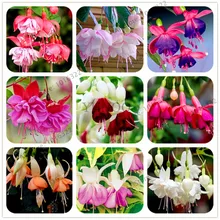 100 шт./пакет фуксия Hybrida завод, карликовые деревья Фонари цветы Флорес, многолетнее растение цветок для дома и сада