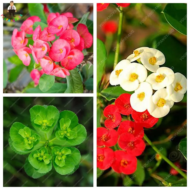 

100PCS/bag Cactus Euphorbia Milii bonsai Flower Outdoor&Indoor Garden Cheap bonsai Everlasting Summer Potted Plants Home Bonsai