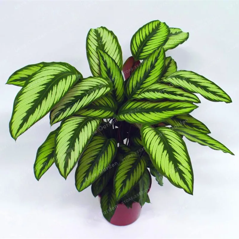 

Calathea Bonsai Foliage Plant Bonsai Four Seasons Planting Pot Variety Complete The budding rate 95% Easy To Grow 100 pcs