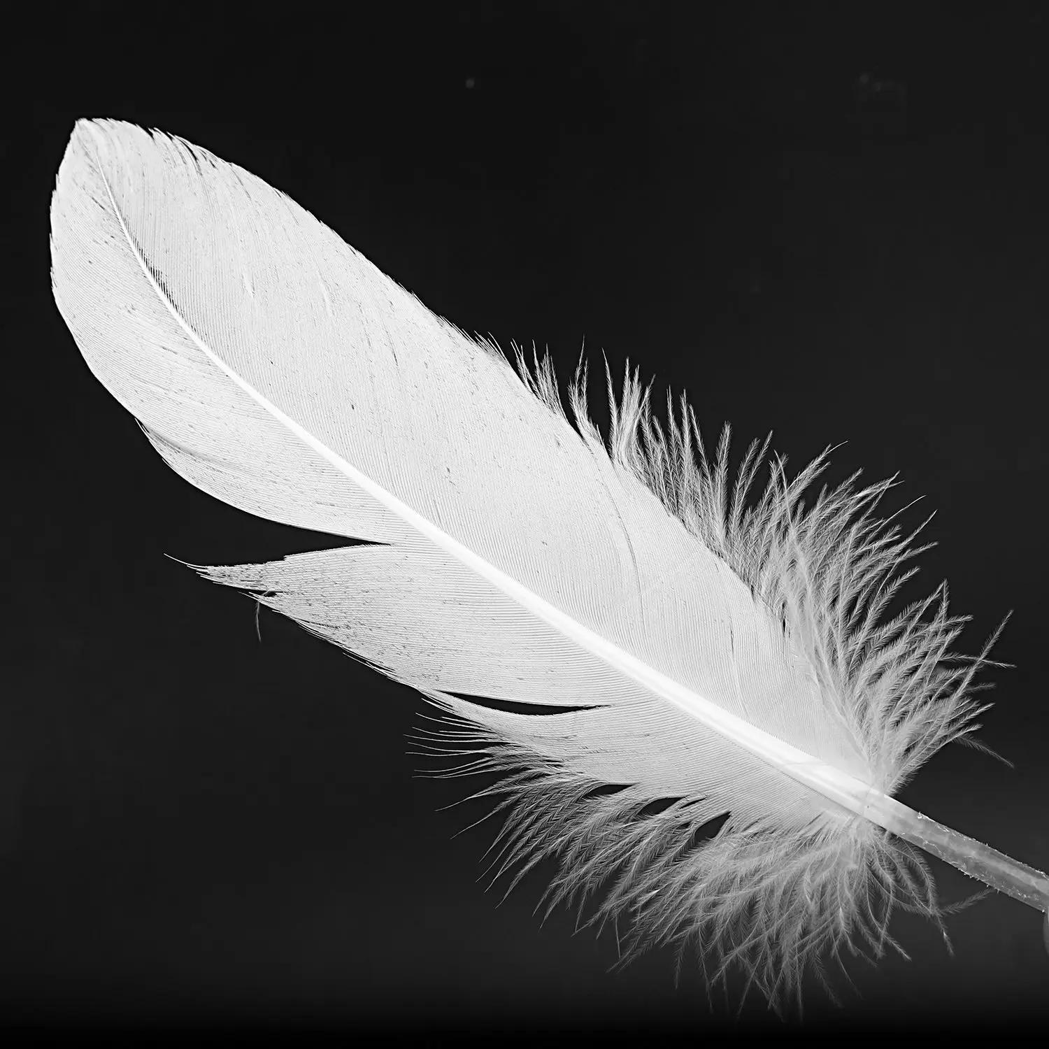 перо длинное белое. белое перо. белое перо. перья декоративные большие. белое перо.