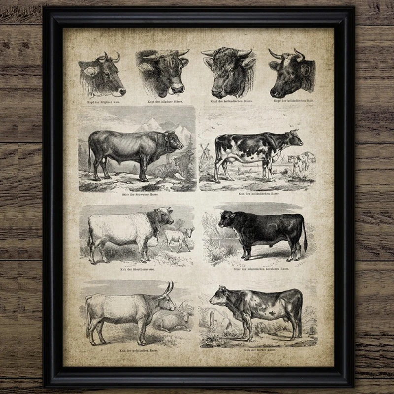 

Antique Cow Breeds Canvas Art Prints Farm Poster , Vintage Dairy Cattle Canvas Painting Wall Picture Farming Wall Art Decor