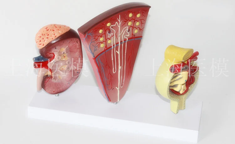 

3 pcs and Urinary System nephron glomerular renal anatomy Model Kidney cross section