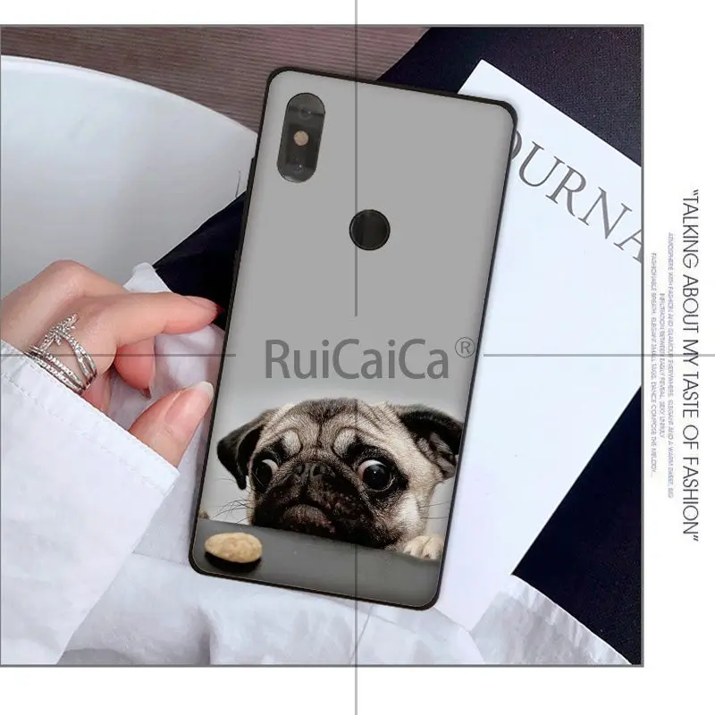 Animal cute pug