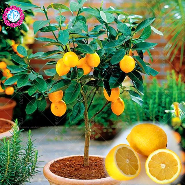 40pcs Edible Fruit Meyer Lemon Exotic Citrus Bonsai Tree 40pcs Edible Fruit Meyer Lemon Exotic Citrus Bonsai Tree Fresh Vegetable For Home