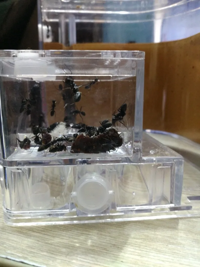 ant-nest-house (3)