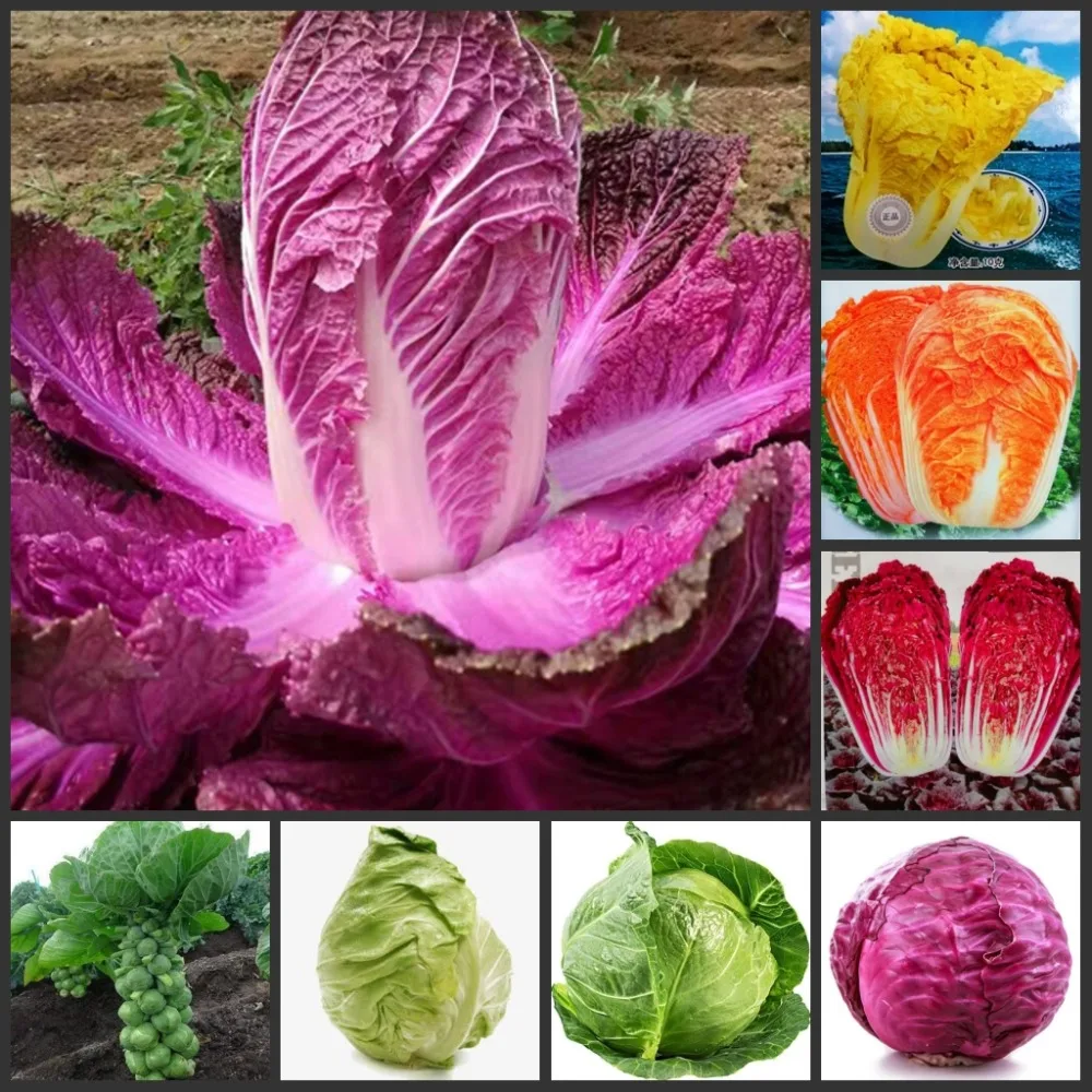 

30pcs Fresh Highyield Spore cabbage & Cabbage vegetables semillas sementes
