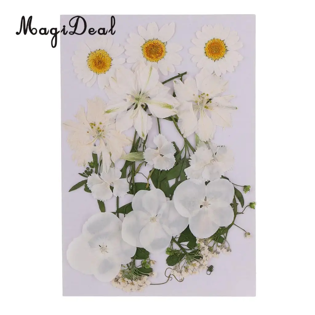 Beautiful Multiple Real Pressed Leaves Natural Dried Flowers for Art Craft Scrapbooking Card Making  Resin Jewelry Craft DIY