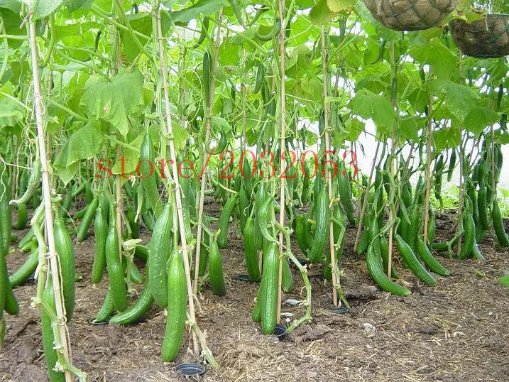 

bonsai 100 cucumber Harvest cucumber NO-GMO vegetable for home