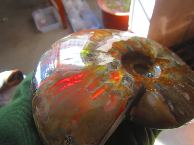 Best Offers 1411g(3.1 lb) Iridescent Ammonite Ammolite Specimen Fossil Madagascar DFB163