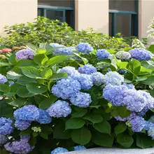 Best Offers Bonsai 20 Pcs Multiple Color Choice Hydrangea Bonsai Perennial Flower Plant Hydrangea Balcony Ornamental Garden Decoration Plant
