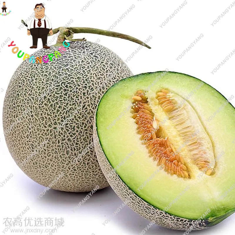 20 штук Hami Melon посадки бонсай Мускусная Дыня растения вкусные овощи фрукты для