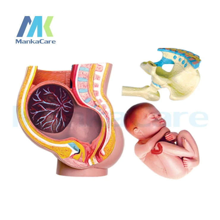 4d Master Women Pregnancy Uterine Fetal Anatomy Assembled Model Human Body Medical Body Models Body Womenbody Pregnancy Aliexpress