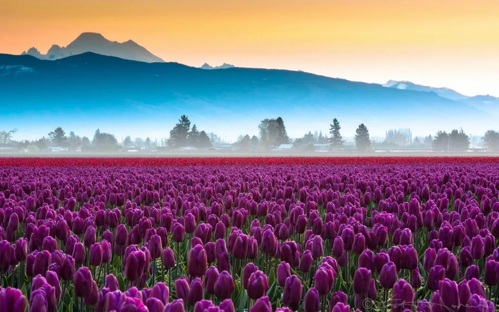 2016 new arrival the flowery purple tulip farm wallpaper wall sticker diy home 2016 new arrival the flowery purple tulip farm wallpaper wall sticker diy home